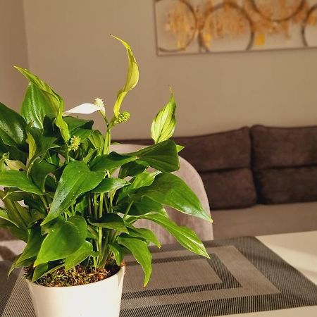 Comfy Apartment- Sunny Balcony Tirana Zewnętrze zdjęcie